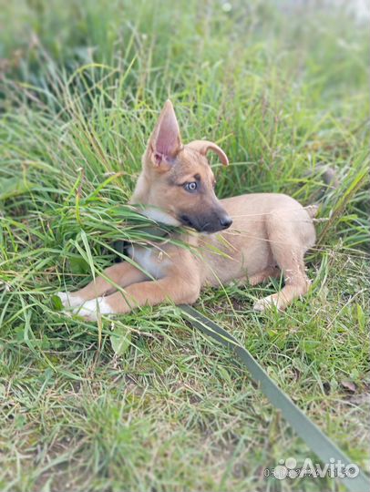 Щенок в добрые руки бесплатно