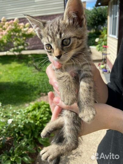 Кошки бесплатно