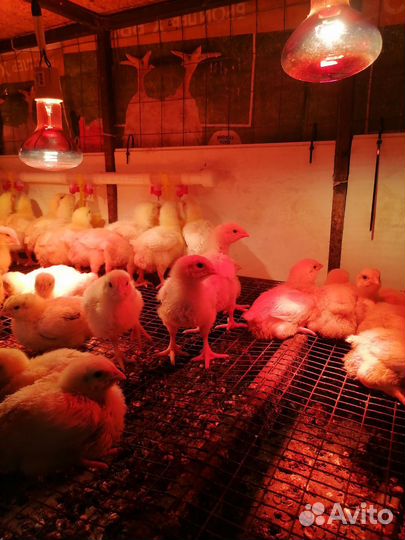 Домашняя птица