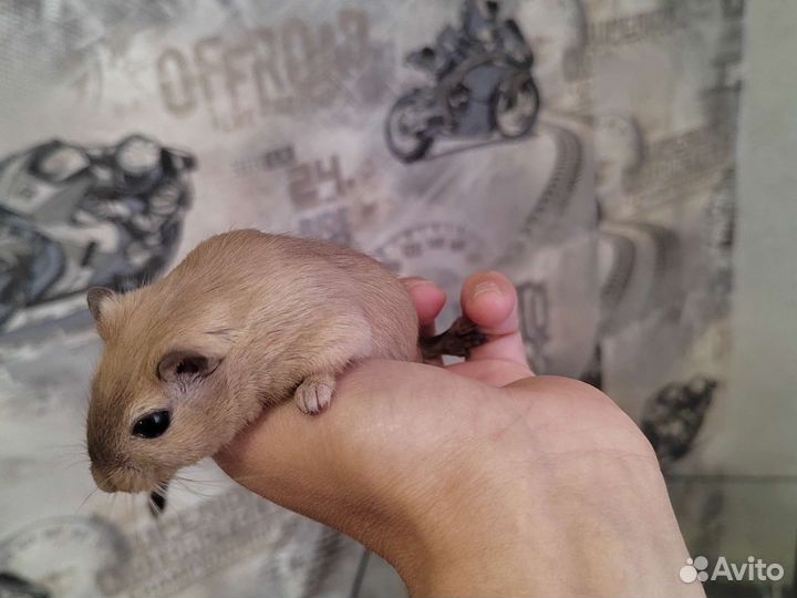 Мышки песчанки