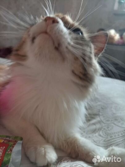 Кошка отдам