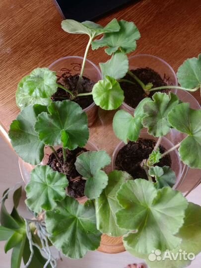 Герань пеларгония