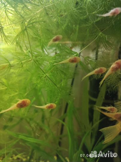 Аквариумные рыбки