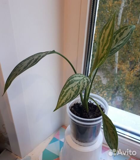 Аглаонема Silver Queen