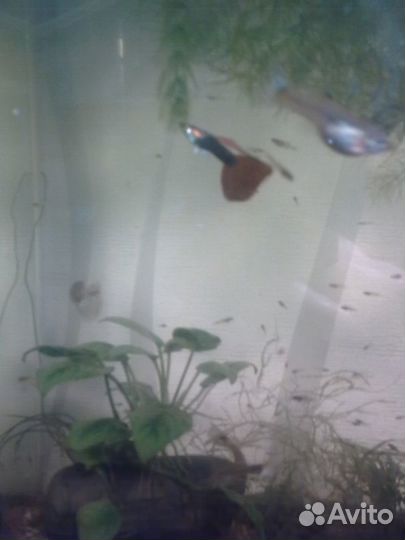 Мальки гуппи