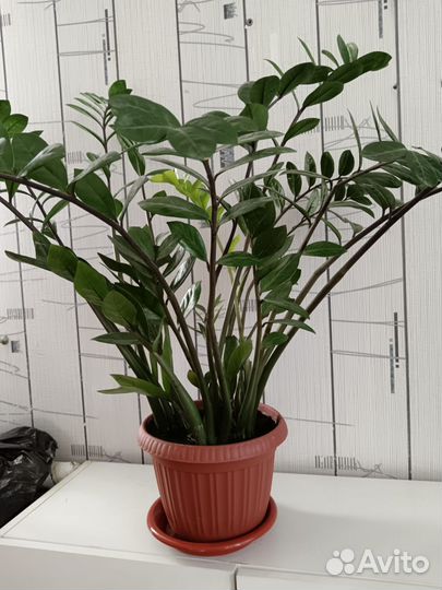 Замиокулькас