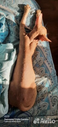 Кот сфинкс браш