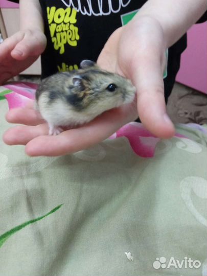 Джунгарики девочки и мальчики