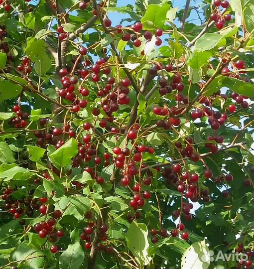 Саженцы декоративных растений