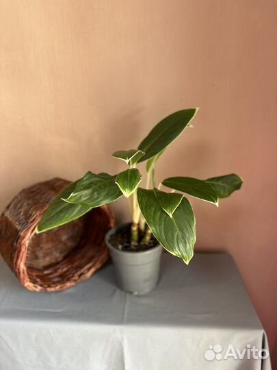 Аглаонема White Lime d17