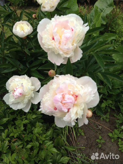 Пионы,многолетники