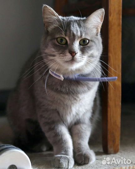 Илона в добрый дом