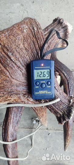 Рога лося от 1100 за кг