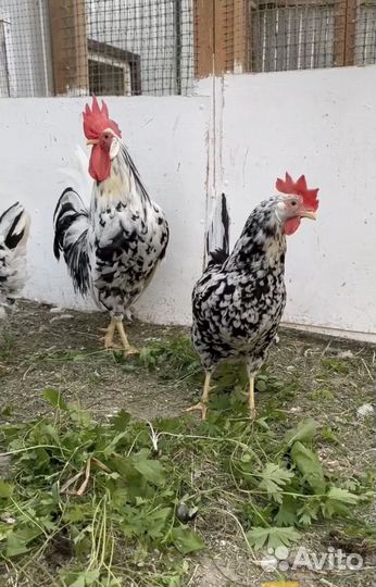 Цыплята петушки Леггорн далматинец (мраморный)