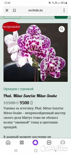 Орхидея редкая