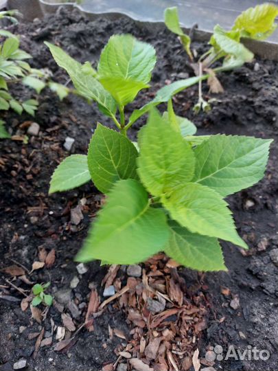 Гортензия саженцы