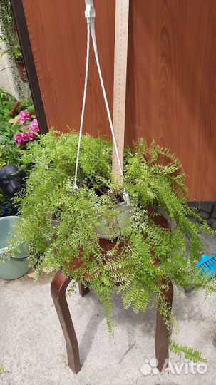 Комнатные растения