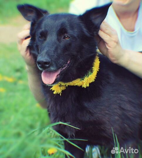 Прекрасная собачка Черри ищет дом