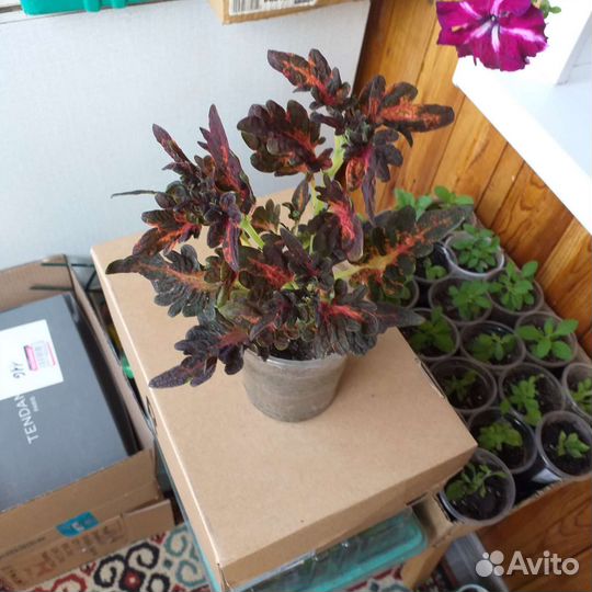 Колеусы сортовые