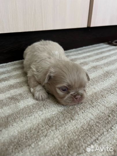 Щенки пекинеса