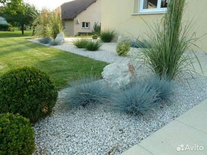 Овсяница сизая фестука вечнозеленая