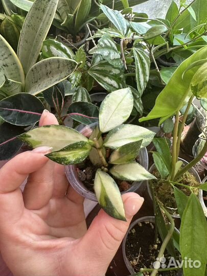 Хойя,часть 6 (hoya)