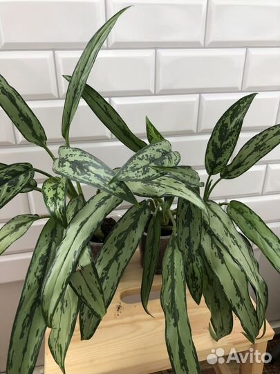 Аглаонема cutlass