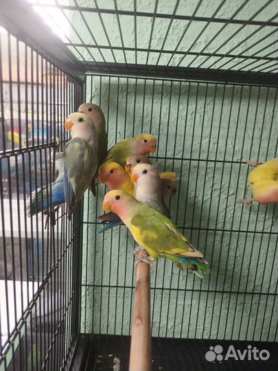 Неразлучники птенцы