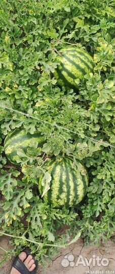 Арбуз Оптом