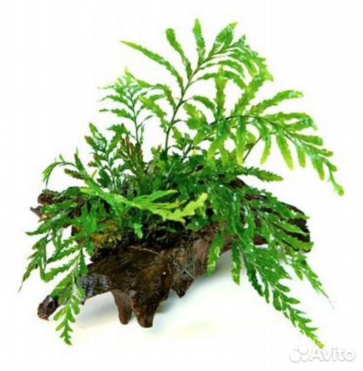 Аквариумные растения