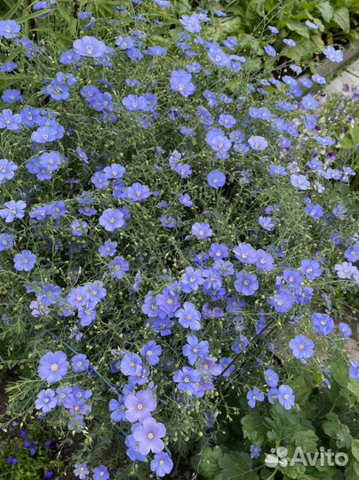 Лён голубой