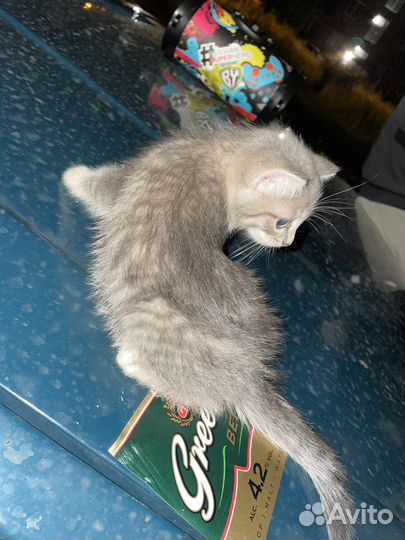 Кошка в дар бесплатно