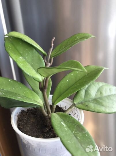 Хойя Карноза