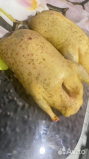 Утка домашняя мясо