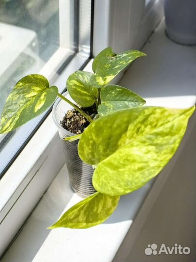 Сциндапсус/эпипремнум/филодендрон/монстера