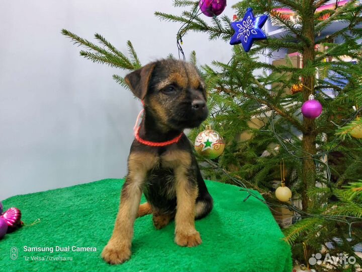 Щенки бордер терьера