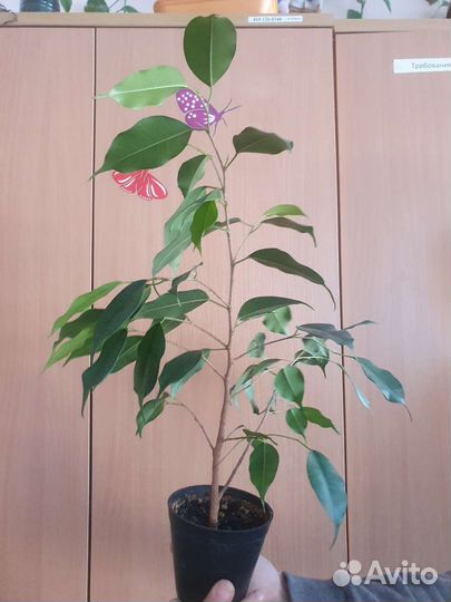 Фикус Бенджамина