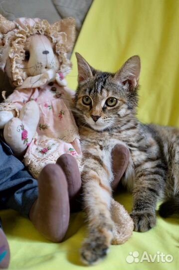 Красивые и ласковые котята в добрые руки