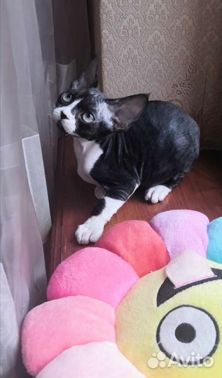 Девон мальчик