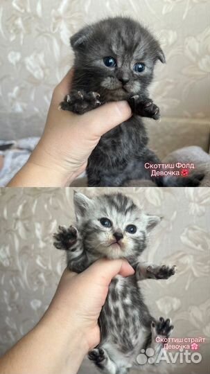 Шотландские котята