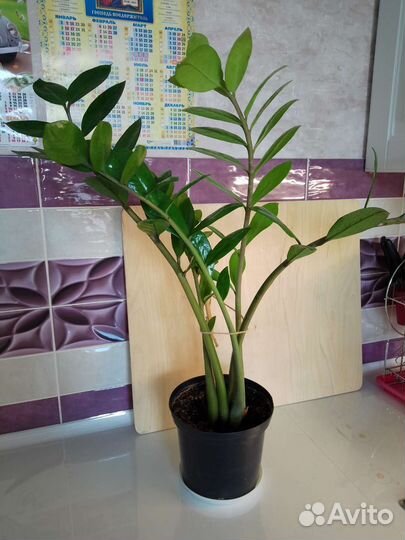 Замиокулькас, драцена, калатея