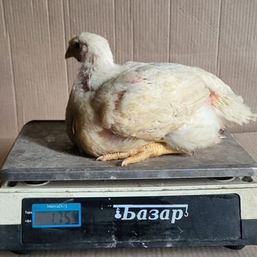 Бройлер "Росс-308"