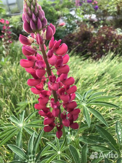 Многолетники для сада цветы