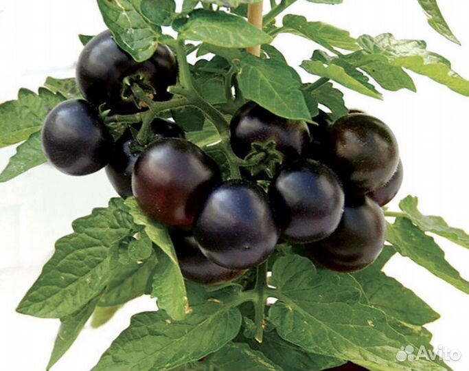 Рассада томат на окно Патио блек и патио плюм