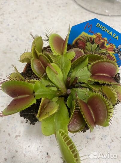 Дионея венерина мухоловка 9 см горшок
