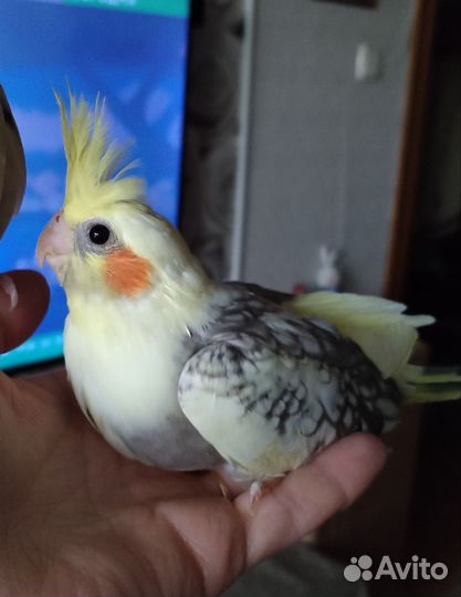 Попугай корелла птенец