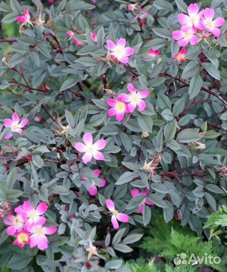 Роза сизая глаука (glauca) саженцы