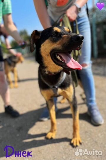 Добрый пёс из приюта ищет хозяина