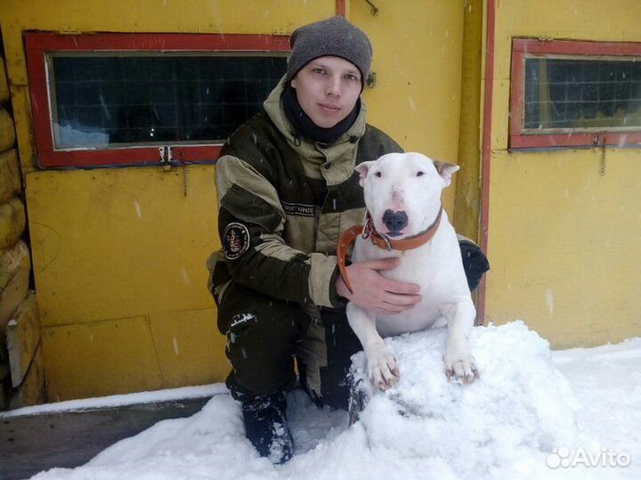 Услуги кинолога