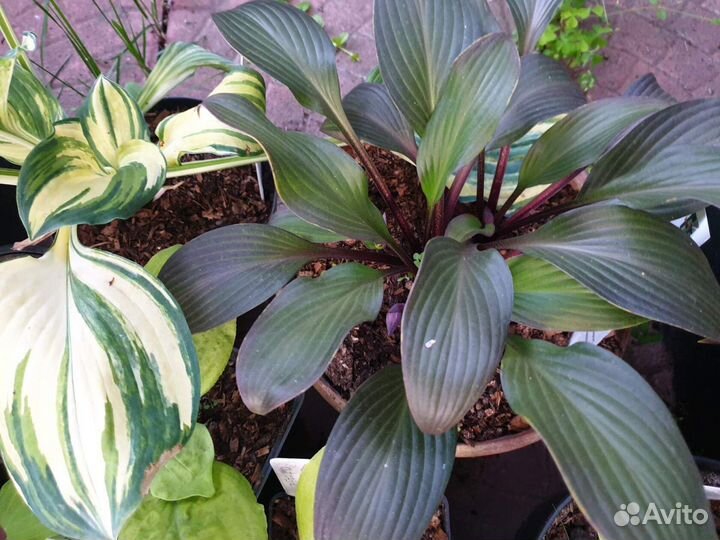 Коллекционные,мини,маусы и др.хосты. Много сортов